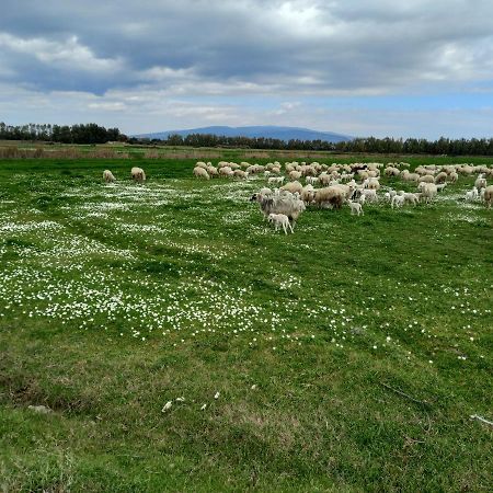 Agriturismo Bachile Bertula Villa Riola Sardo Bagian luar foto