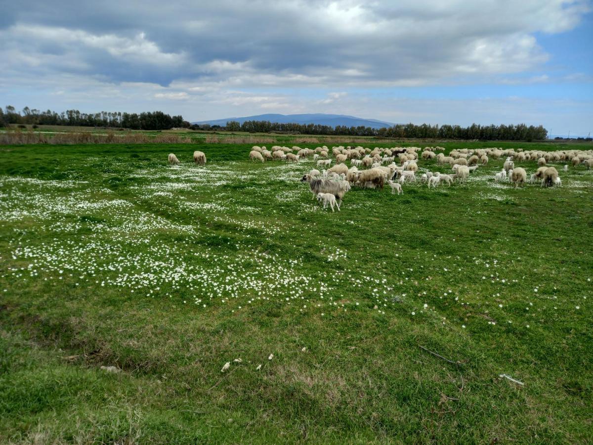 Agriturismo Bachile Bertula Villa Riola Sardo Bagian luar foto